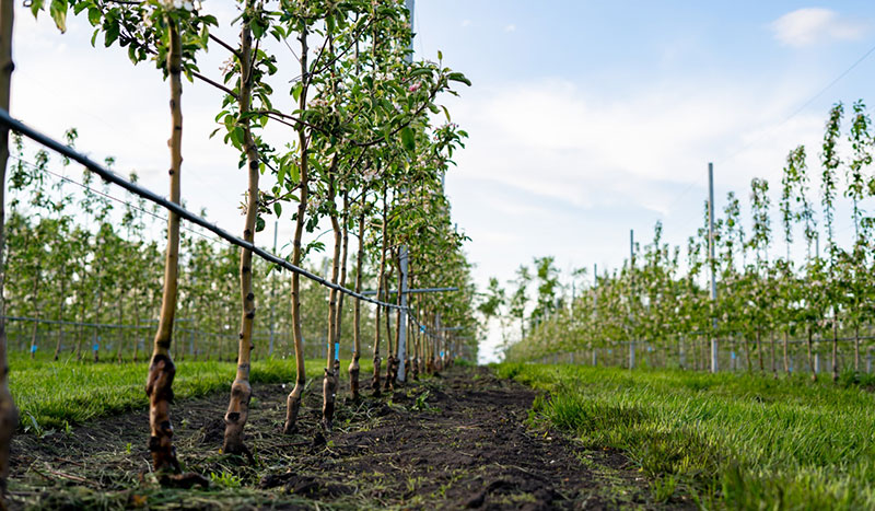 Tree Farming