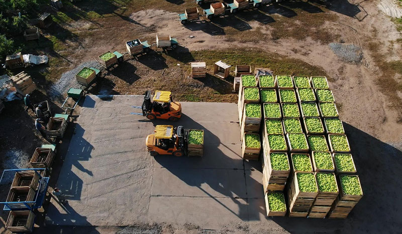 Agri-Export Business