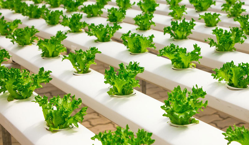Hydroponic Farming