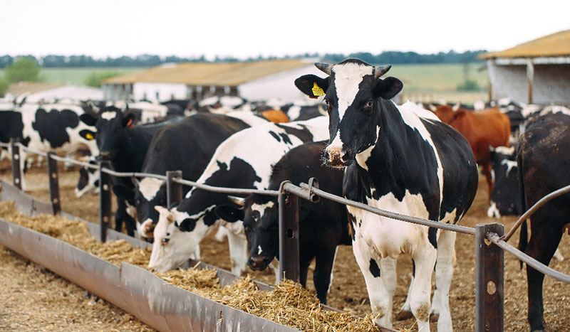 Dairy Farming