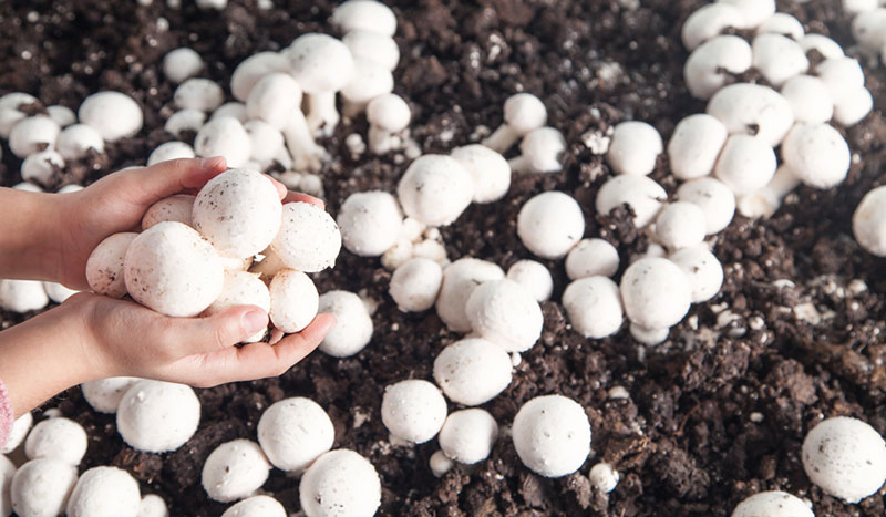 Mushroom Farming