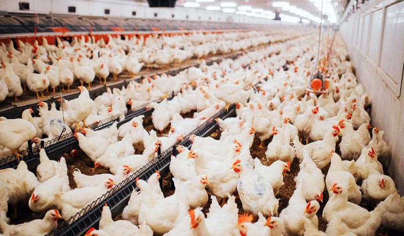 Poultry Farming