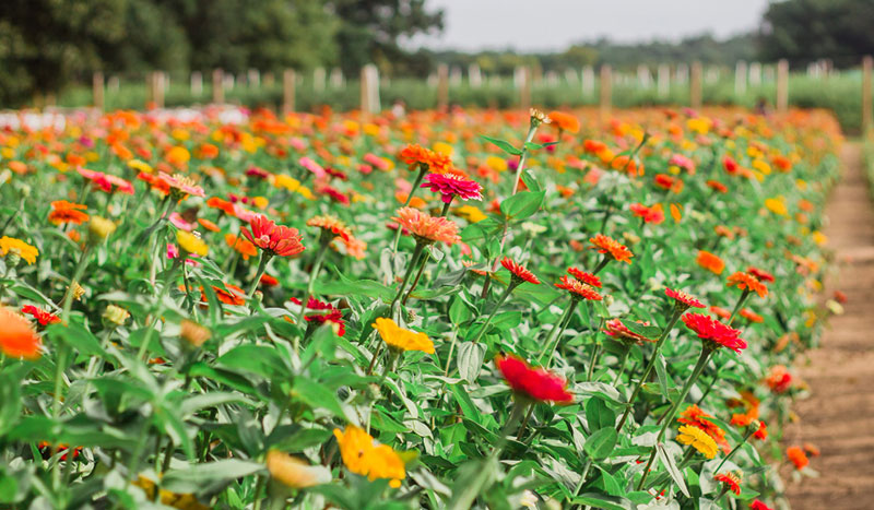 Floriculture Business (Flower Farming)