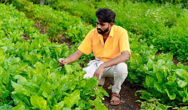 Top 10 Agricultural Business Ideas in India (2026)